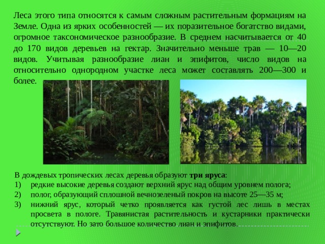 Леса этого типа относятся к самым сложным растительным формациям на Земле. Одна из ярких особенностей — их поразительное богатство видами, огромное таксоно­мическое разнообразие. В среднем насчитывается от 40 до 170 видов деревьев на гектар. Значительно меньше трав — 10—20 видов. Учитывая разнообразие лиан и эпифитов, число видов на относительно однородном участке леса может составлять 200—300 и более. В дождевых тропических лесах деревья образуют три яруса : редкие высокие деревья создают верхний ярус над общим уровнем полога; полог, образующий сплошной вечнозеленый покров на высоте 25—35 м; нижний ярус, который четко проявляется как густой лес лишь в местах просвета в пологе. Травянистая растительность и кустарники практически отсутствуют. Но зато большое количество лиан и эпифитов. 
