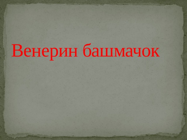 Венерин башмачок 