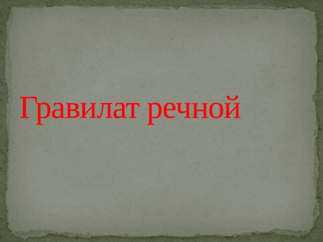 Гравилат речной 