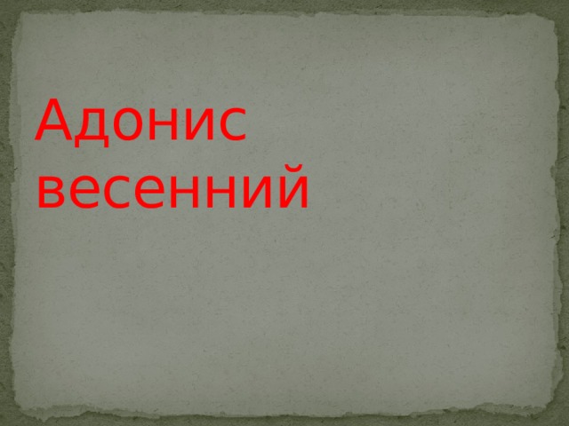 Адонис весенний 