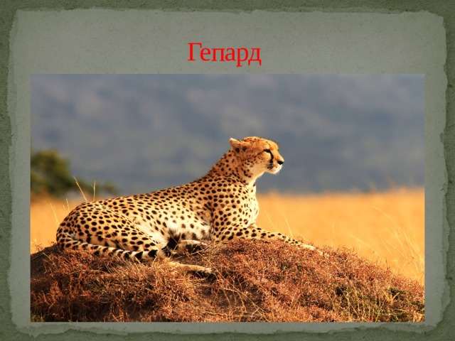 Гепард 