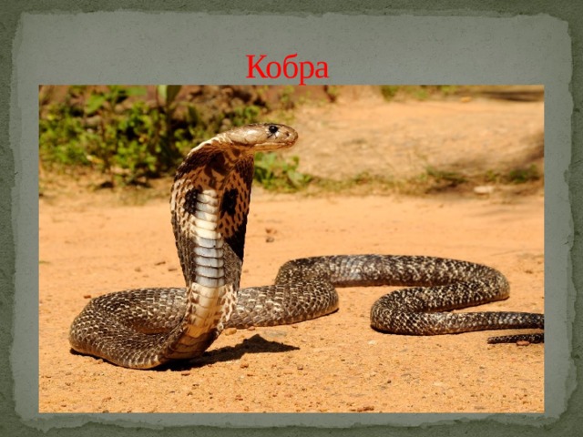 Кобра 