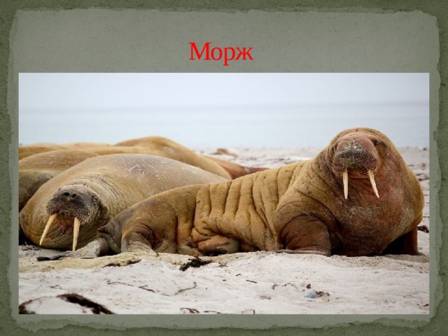 Морж 
