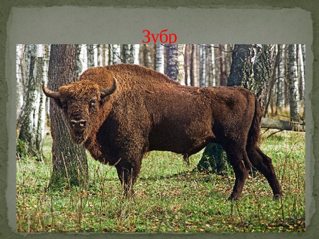 Зубр 