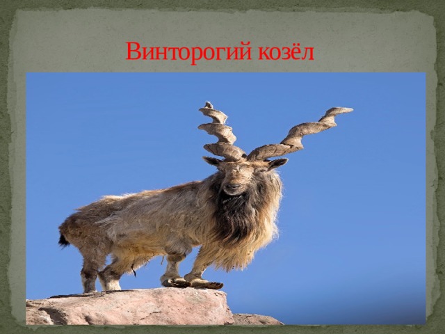 Винторогий козёл 