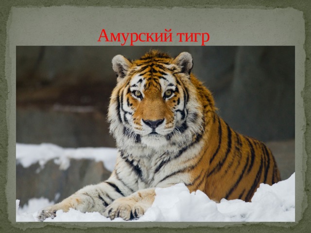 Амурский тигр 