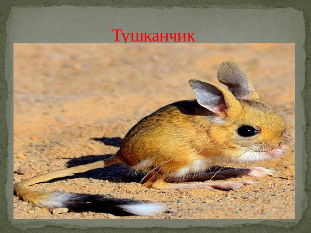 Тушканчик 