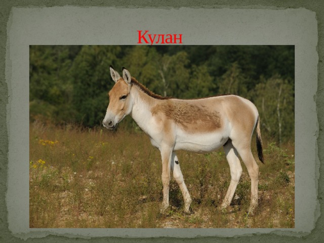 Кулан 