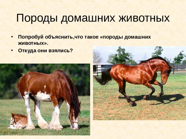 Попробуй объяснить , что такое «породы домашних животных». Откуда они взялись? 