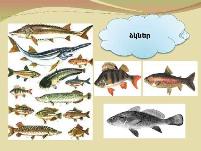 ձկներ 
