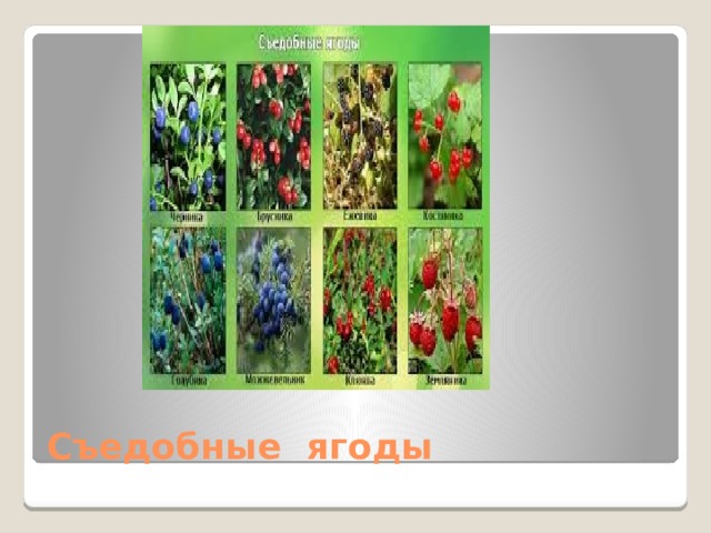 Съедобные ягоды 