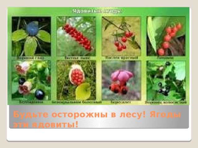 Будьте осторожны в лесу! Ягоды эти ядовиты! 