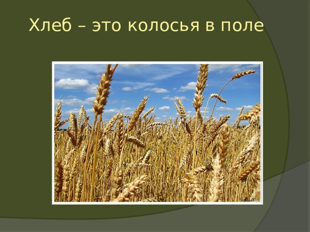 Хлеб – это колосья в поле 