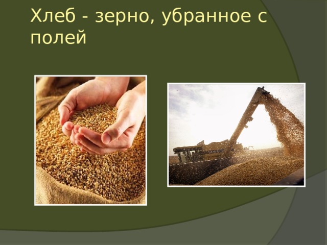 Хлеб - зерно, убранное с полей 