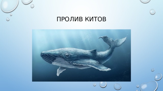 Пролив китов 