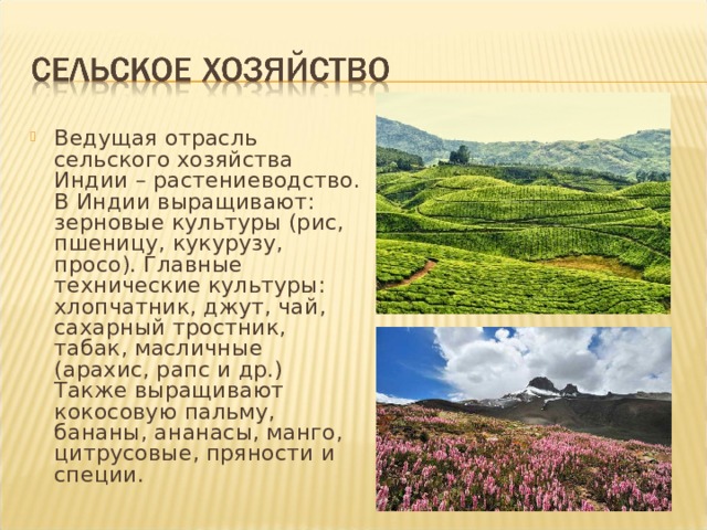 Ведущая отрасль сельского хозяйства Индии – растениеводство. В Индии выращивают: зерновые культуры (рис, пшеницу, кукурузу, просо). Главные технические культуры: хлопчатник, джут, чай, сахарный тростник, табак, масличные (арахис, рапс и др.) Также выращивают кокосовую пальму, бананы, ананасы, манго, цитрусовые, пряности и специи. 
