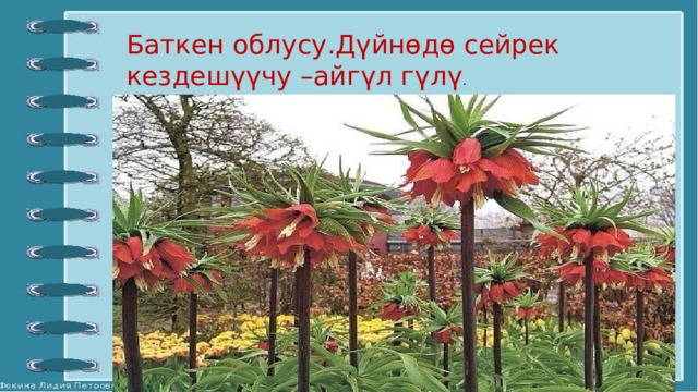 Баткен облусу.Дүйнөдө сейрек кездешүүчу –айгүл гүлү . 