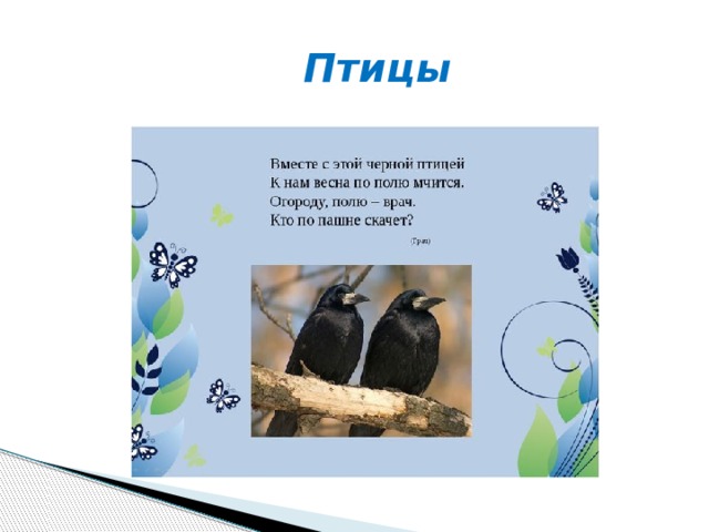  Птицы 