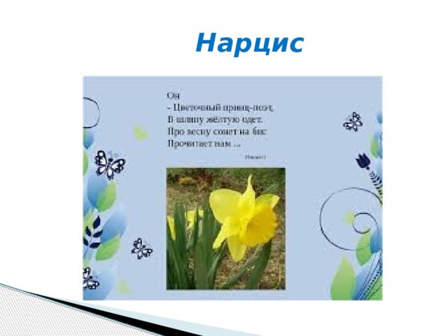  Нарцис 