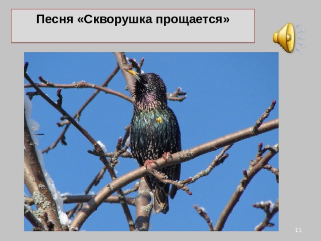 Песня «Скворушка прощается»   