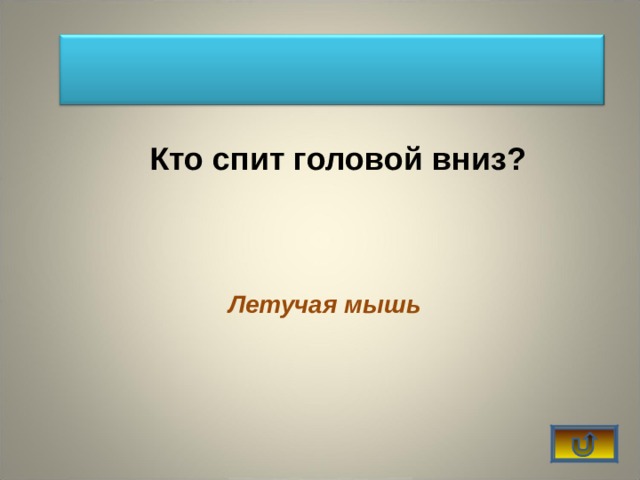  Кто спит головой вниз? Летучая мышь 