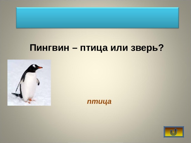  Пингвин – птица или зверь?  птица 