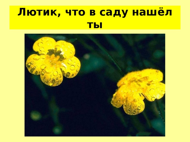Лютик, что в саду наш ё л ты 