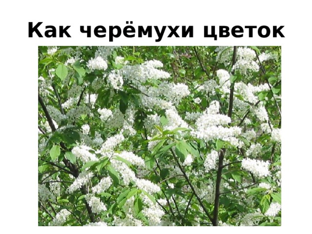 Как чер ё мухи цветок 