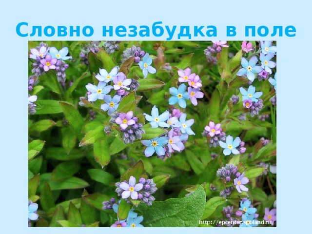 Словно незабудка в поле 