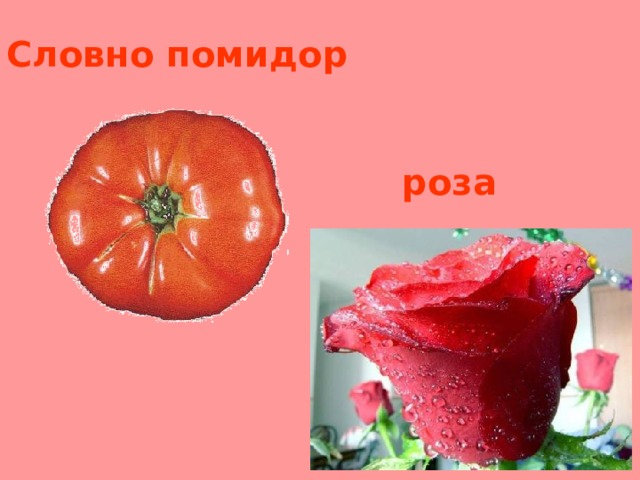 Словно помидор      р оза 