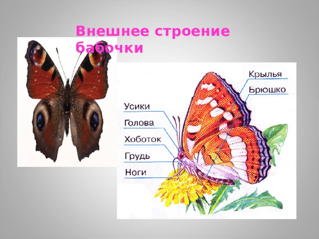 Внешнее строение бабочки 