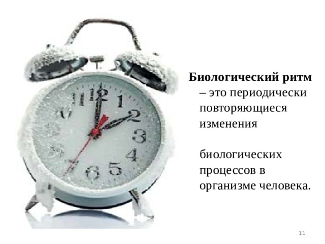Биологический ритм – это периодически повторяющиеся изменения биологических процессов в организме человека.  