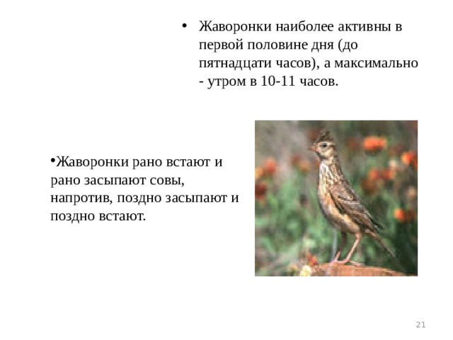 Жаворонки наиболее активны в первой половине дня (до пятнадцати часов), а максимально - утром в 10-11 часов. Жаворонки рано встают и рано засыпают совы, напротив, поздно засыпают и поздно встают.  