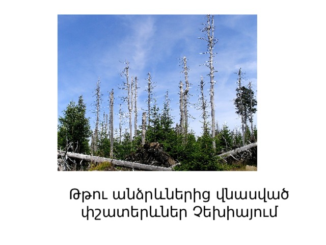Թթու անձրևներից վնասված փշատերևներ Չեխիայում 