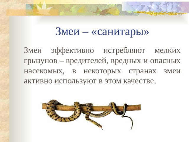 Змеи – «санитары» Змеи эффективно истребляют мелких грызунов – вредителей, вредных и опасных насекомых, в некоторых странах змеи активно используют в этом качестве. 