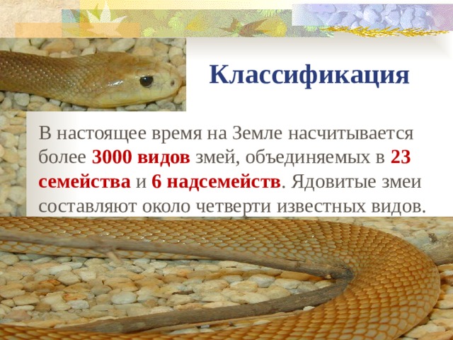 Классификация В настоящее время на Земле насчитывается более 3000 видов змей, объединяемых в 23 семейства и 6 надсемейств . Ядовитые змеи составляют около четверти известных видов. 