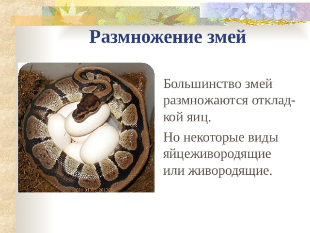 Размножение змей Большинство змей размножаются отклад-кой яиц. Но некоторые виды яйцеживородящие или живородящие. 