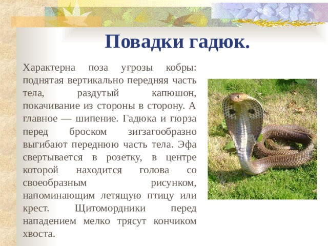 Повадки гадюк. Характерна поза угрозы кобры: поднятая вертикально передняя часть тела, раздутый капюшон, покачивание из стороны в сторону. А главное — шипение. Гадюка и гюрза перед броском зигзагообразно выгибают переднюю часть тела. Эфа свертывается в розетку, в центре которой находится голова со своеобразным рисунком, напоминающим летящую птицу или крест. Щитомордники перед нападением мелко трясут кончиком хвоста. 