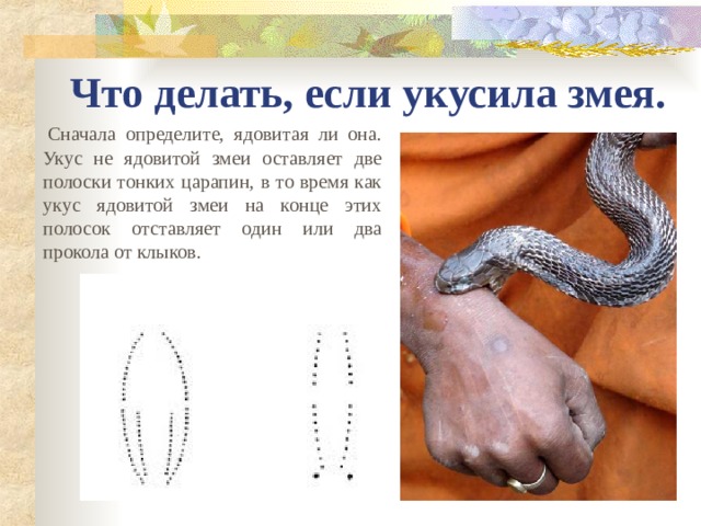 Что делать, если укусила змея.   Сначала определите, ядовитая ли она. Укус не ядовитой змеи оставляет две полоски тонких царапин, в то время как укус ядовитой змеи на конце этих полосок отставляет один или два прокола от клыков. 
