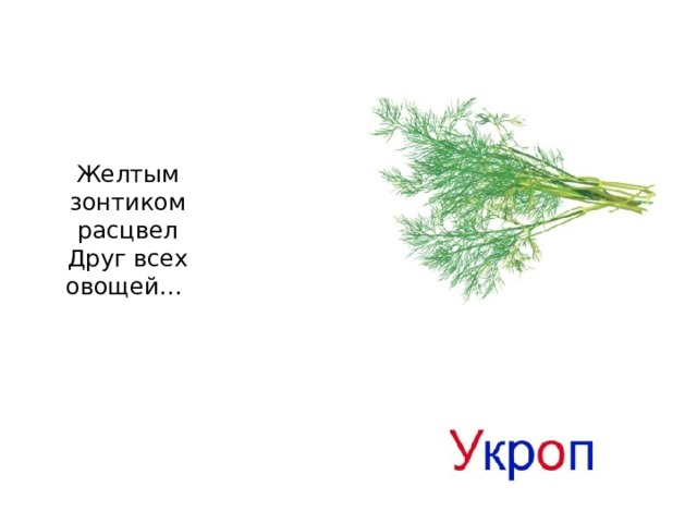 Желтым зонтиком расцвел  Друг всех овощей…   