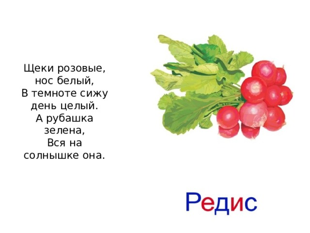 Щеки розовые, нос белый,  В темноте сижу день целый.  А рубашка зелена,  Вся на солнышке она.   