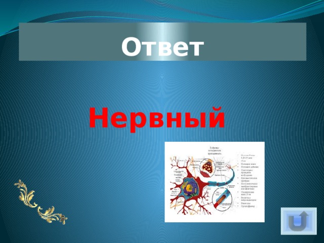 Ответ Нервный 
