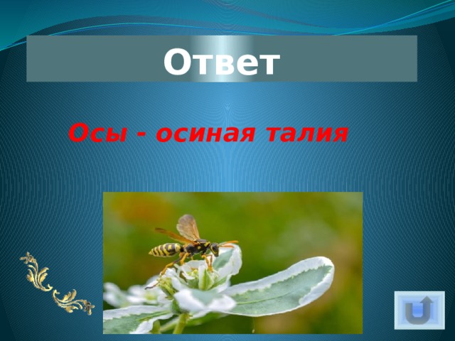 Ответ Осы - осиная талия 