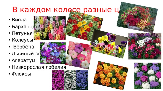 В каждом колесе разные цветы:   Виола Бархатцы Петунья Колеусы  Вербена Львиный зев Агератум Низкорослая лобелия Флоксы 