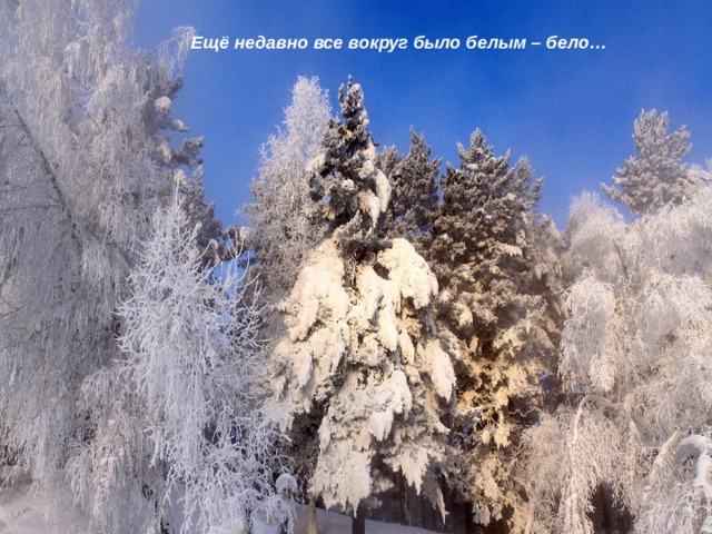 Ещё недавно все вокруг было белым – бело… 