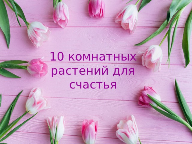 10 комнатных растений для счастья 
