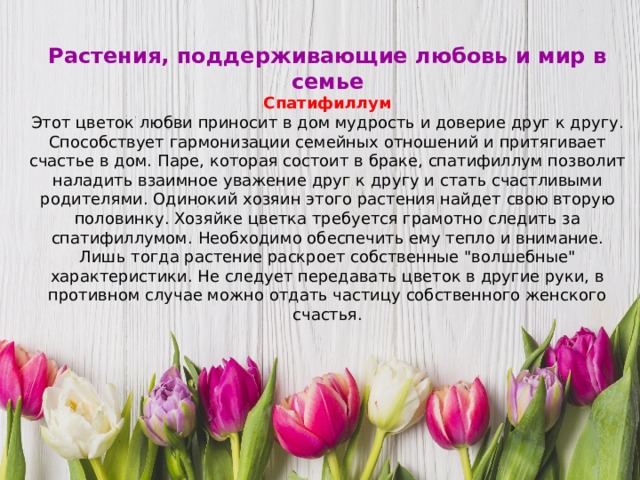 Растения, поддерживающие любовь и мир в семье Спатифиллум Этот цветок любви приносит в дом мудрость и доверие друг к другу. Способствует гармонизации семейных отношений и притягивает счастье в дом.   Паре, которая состоит в браке, спатифиллум позволит наладить взаимное уважение друг к другу и стать счастливыми родителями. Одинокий хозяин этого растения найдет свою вторую половинку. Хозяйке цветка требуется грамотно следить за спатифиллумом. Необходимо обеспечить ему тепло и внимание. Лишь тогда растение раскроет собственные 