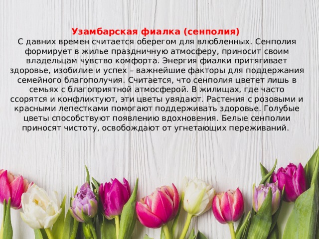 Узамбарская фиалка (сенполия) С давних времен считается оберегом для влюбленных.   Сенполия формирует в жилье праздничную атмосферу, приносит своим владельцам чувство комфорта. Энергия фиалки притягивает здоровье, изобилие и успех – важнейшие факторы для поддержания семейного благополучия. Считается, что сенполия цветет лишь в семьях с благоприятной атмосферой. В жилищах, где часто ссорятся и конфликтуют, эти цветы увядают. Растения с розовыми и красными лепестками помогают поддерживать здоровье. Голубые цветы способствуют появлению вдохновения. Белые сенполии приносят чистоту, освобождают от угнетающих переживаний. 
