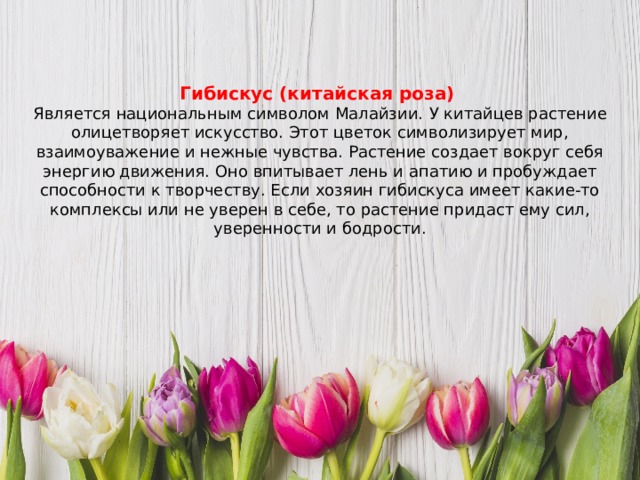 Гибискус (китайская роза)  Является национальным символом Малайзии.   У китайцев растение олицетворяет искусство. Этот цветок символизирует мир, взаимоуважение и нежные чувства. Растение создает вокруг себя энергию движения. Оно впитывает лень и апатию и пробуждает способности к творчеству. Если хозяин гибискуса имеет какие-то комплексы или не уверен в себе, то растение придаст ему сил, уверенности и бодрости. 
