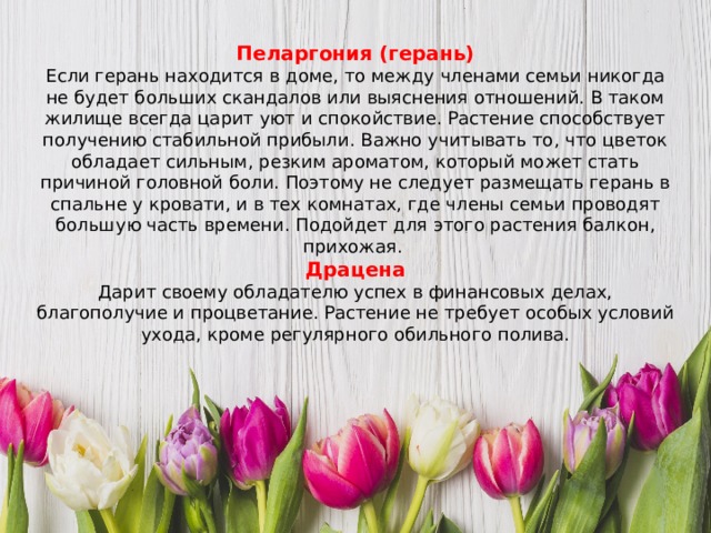 Пеларгония (герань) Если герань находится в доме, то между членами семьи никогда не будет больших скандалов или выяснения отношений. В таком жилище всегда царит уют и спокойствие. Растение способствует получению стабильной прибыли. Важно учитывать то, что цветок обладает сильным, резким ароматом, который может стать причиной головной боли. Поэтому не следует размещать герань в спальне у кровати, и в тех комнатах, где члены семьи проводят большую часть времени. Подойдет для этого растения балкон, прихожая. Драцена Дарит своему обладателю успех в финансовых делах, благополучие и процветание. Растение не требует особых условий ухода, кроме регулярного обильного полива.   